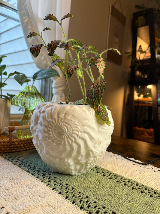 Seashell plant pot/planter